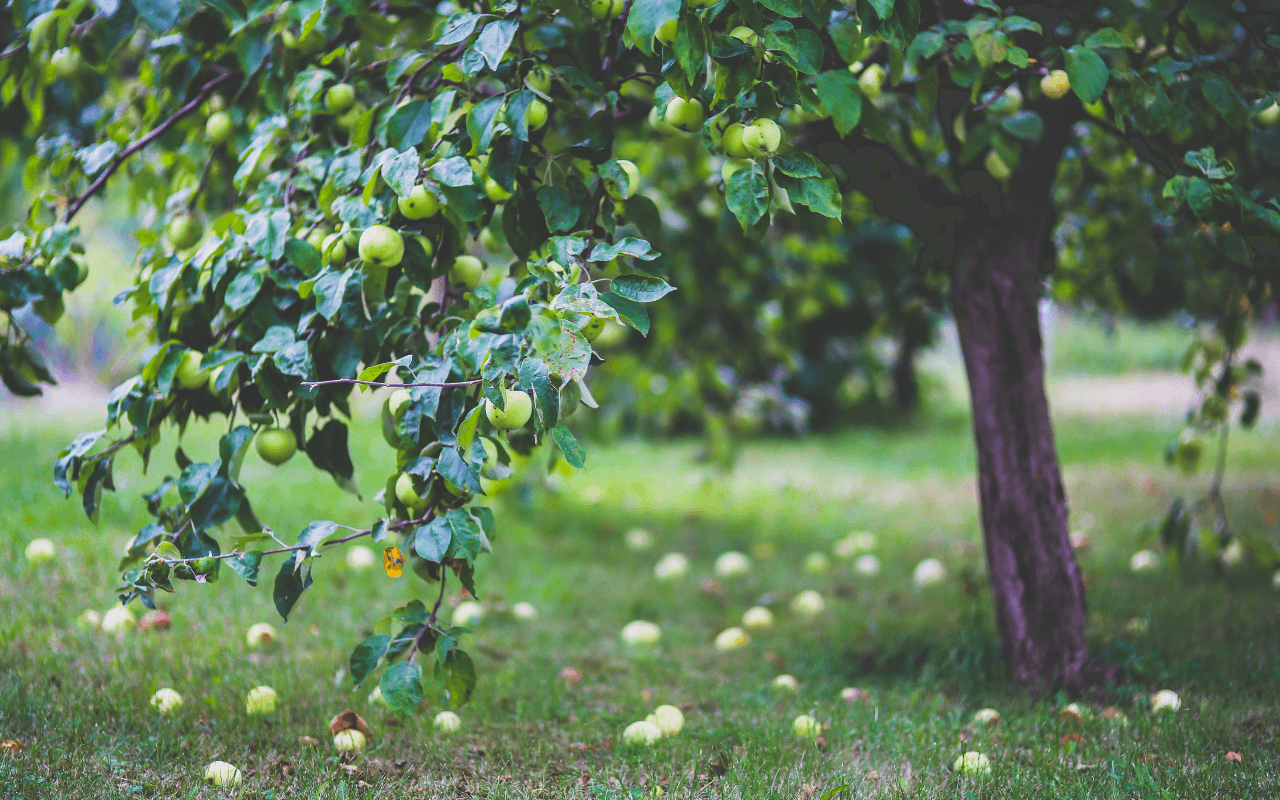 apple-tree-photo