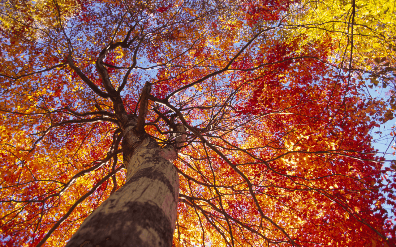 image-fall-trees